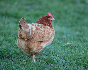 Brown Sussex chicken isolated free-range in garden