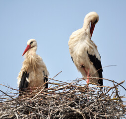 A white stork is in the nest