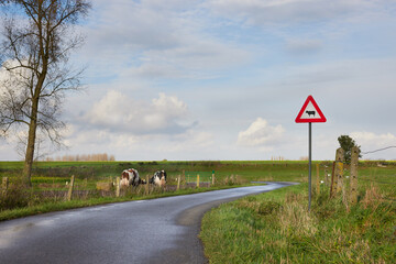 Rural landscape with country road and warning sign cows