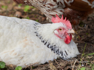 Closeup of white Sussex chicken
