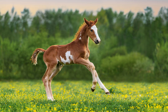Happy foal running in the field in summer
