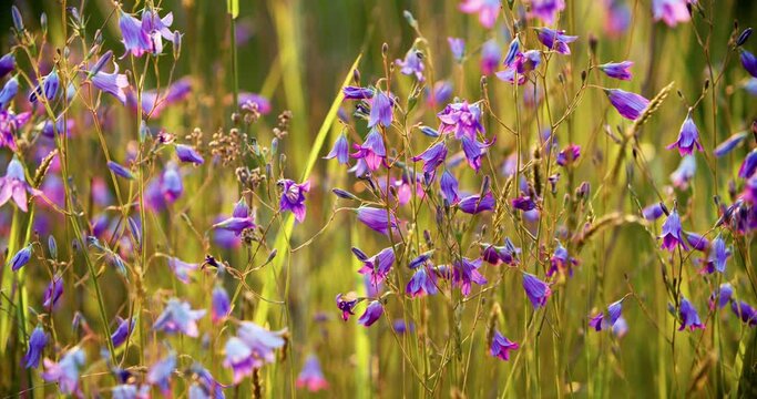 Wild flowers bluebells, lilac. Forbs through the sunset light. Campanula rotundifolia or bell flower sway in the wind. Natural background.