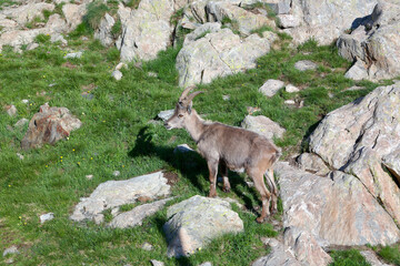 Single ibex on a mountain meadow high above the Valasco valley, Valle di Valasco, Cottian Alps, Maritime Alps, Western Alps, Italy, Europe