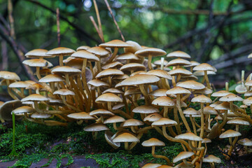 mushrooms in the woods
