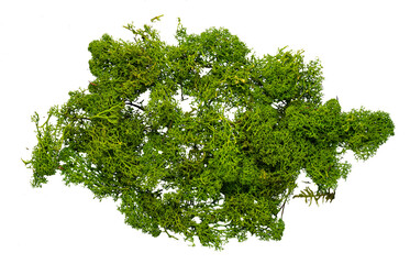 Real photo of moss growth without background