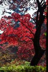 四国香川県坂出市にある白峯寺、根香寺の紅葉