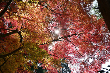 四国香川県坂出市にある白峯寺、根香寺の紅葉