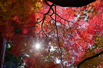 四国香川県坂出市にある白峯寺、根香寺の紅葉