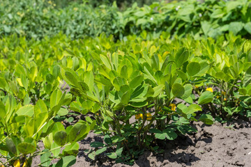 Blooming peanut plants on field close-up in selective focus