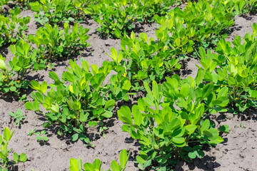 Rows of blooming peanut plants on field in sunny weather