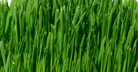 Fototapeta na wymiar Green wheat sprouts with water drops, macro