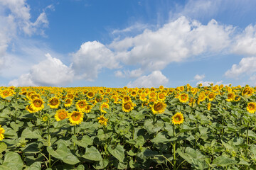Field of blooming sunflowers against the sky in sunny weather