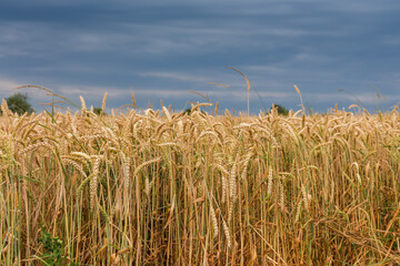 Unripe wheat on a field edge against the cloudy sky