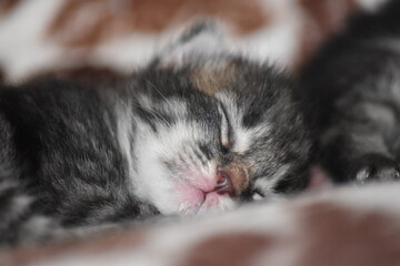 kitten sleeping on the floor