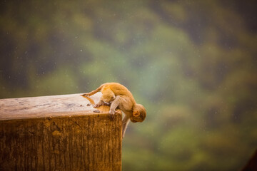 Monkey runs on temple wall in rain, seeking shelter. We must protect all animals, big or small. Monkeys inspire us, reminding of our connection to nature. Preserve habitats for creatures to thrive 