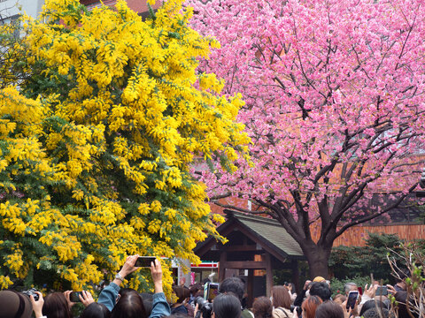 蔵前神社のミモザと早咲き桜　東京都
