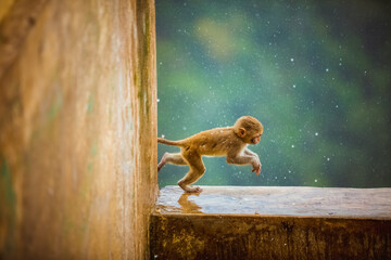 Monkey runs on temple wall in rain, seeking shelter. We must protect all animals, big or small. Monkeys inspire us, reminding of our connection to nature. Preserve habitats for creatures to thrive 