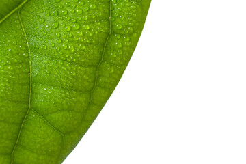 Beautiful green leaf with drops of water, raindrops, isolated on the white background, copy space, close up