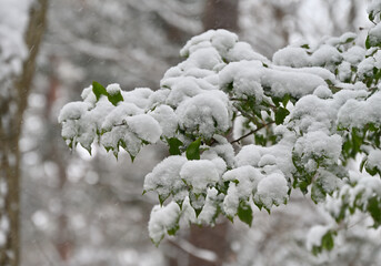 四国香川県高松市の冬景色