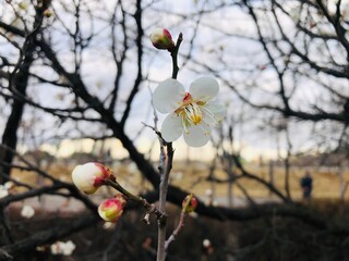 an ume flower[blossom]