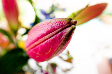tulip closeup