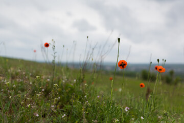poppy field in summer