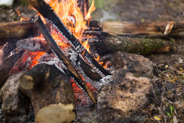 fire in the forest
