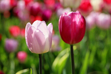 Fototapeta premium Pink and purple tulip flowers in sunlight, colorful spring background. Field of blooming tulips, selective focus