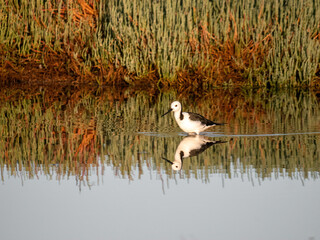 Pied Stilt (Himantopus leucocephalus) wading in a wetland with green samphire in the background, Coodanup, Western Australia