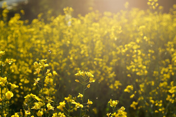 Blooming canola flowers close up. Rapeseed field in the sun.