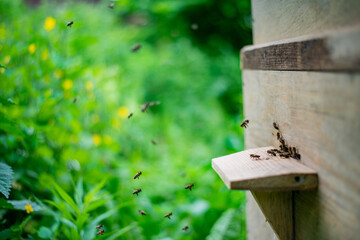 This is a bee-yard for adult worker-bee.