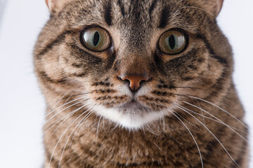 Close-up portrait of a cat. A cat of a European breed looks into the frame. Brown gray striped fluffy. Pet.