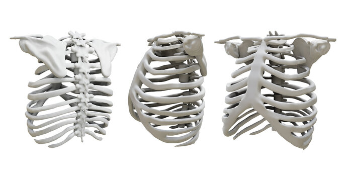  3d rendering human rib cage skeleton organ perspective view