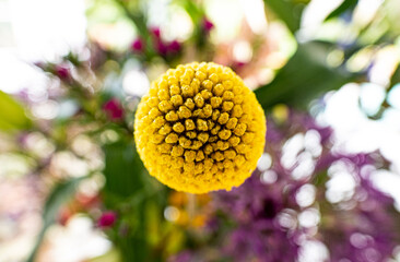 close up of yellow flower