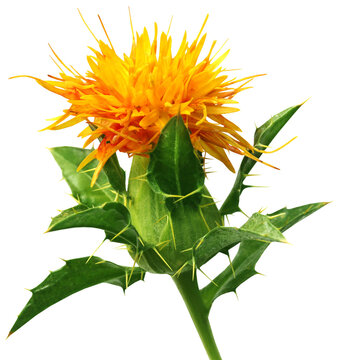 Safflower