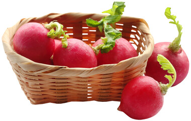 Fresh small radish