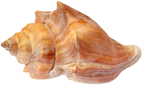 Snail shell