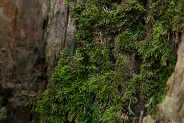 photo of green moss on a tree close-up