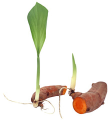 Fototapeta premium Baby turmeric plant