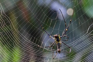 Nephilinae is a subfamily of spiders in the family Araneidae