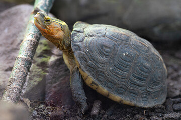 Chinese box turtle, Cuora flavomarginata