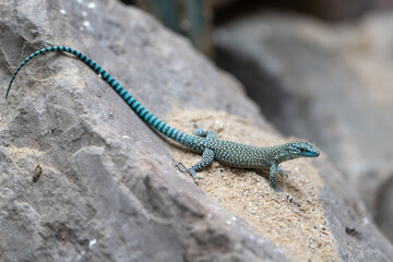 Sharp-snouted lizard, Dalmatolacerta oxycephala
