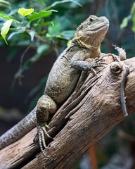 Australian water dragon, Intellagama lesueurii howittii