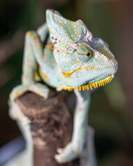 Yemen chameleon, Chamaeleo calyptratus