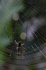 Nephilinae is a subfamily of spiders in the family Araneidae