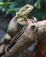 Australian water dragon, Intellagama lesueurii howittii