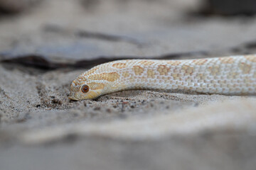 Texas hog-nosed snake, Heterodon nasicus