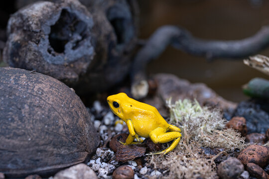 Golden dart frog, Phyllobates terribilis