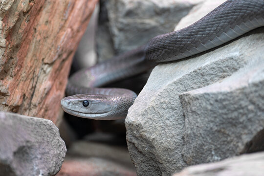 Black Mamba, Dendroaspis polylepis