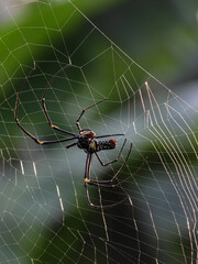 Nephilinae is a subfamily of spiders in the family Araneidae